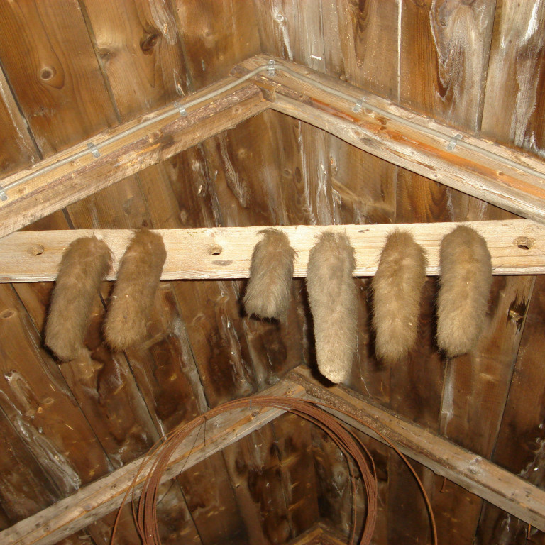 Refskott. Enginn veit lengur hvenær eða hvers vegna þeim var komið fyrir þarna uppi í rjáfri á skúrnum.