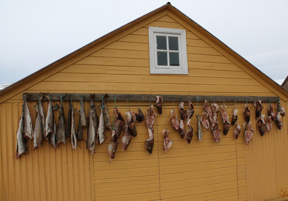 Tilvonandi harðfiskur